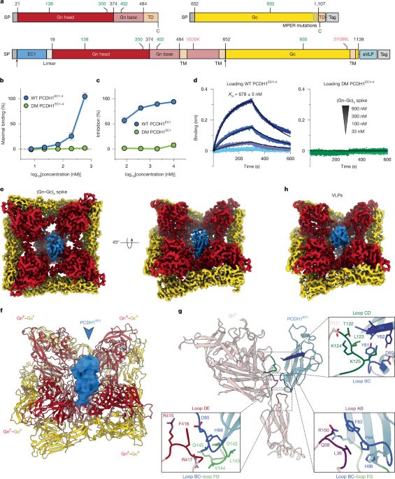 Biología: Cómo se une el virus Andes a las células