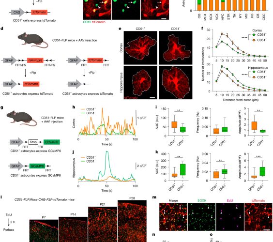 Neurociencia: Dos grupos de astrocitos, distintas tareas cerebrales