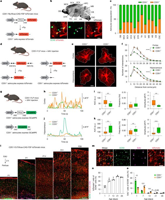 Neurociencia: Dos grupos de astrocitos, distintas tareas cerebrales