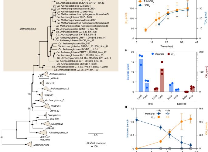 Biología: Una arquea convierte ácidos grasos en metano