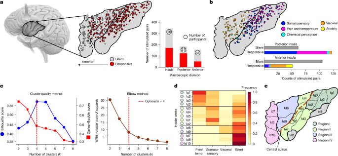 Neuro: Cuatro regiones dibujan el mapa de la ínsula