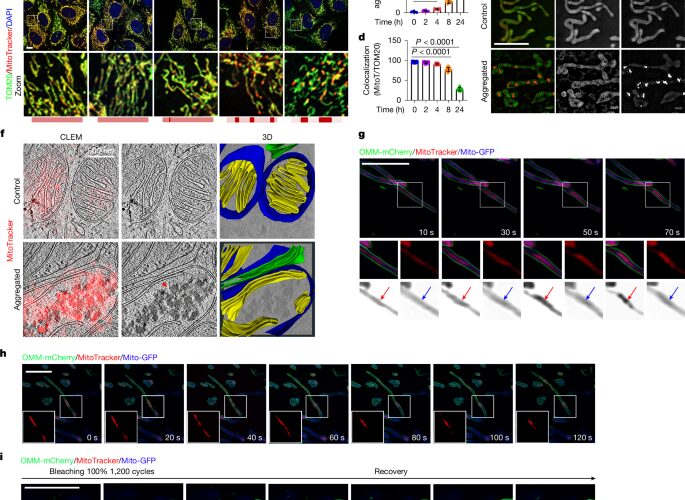Biología: Agrupar proteínas dañadas ayuda a proteger mitocondrias