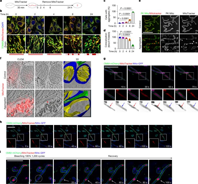 Biología: Agrupar proteínas dañadas ayuda a proteger mitocondrias