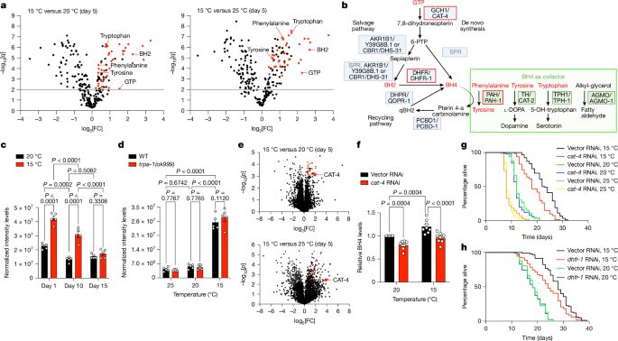 Biología: El frío activa una señal de longevidad en gusanos