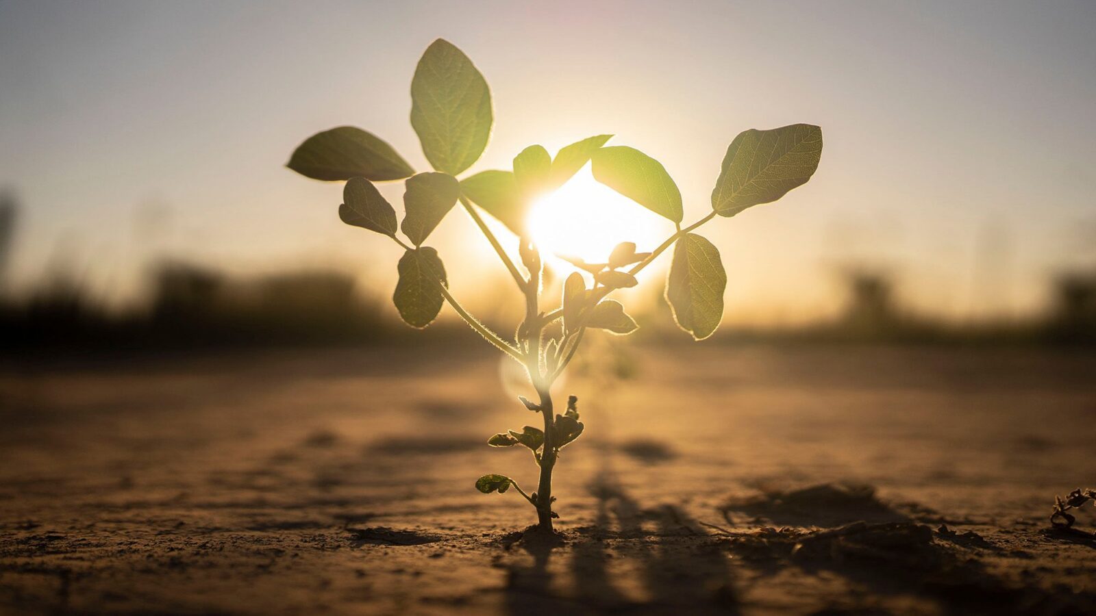 Biología: Las plantas afrontan el calor con recursos distintos
