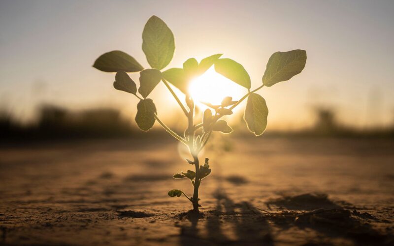 Biología: Las plantas afrontan el calor con recursos distintos