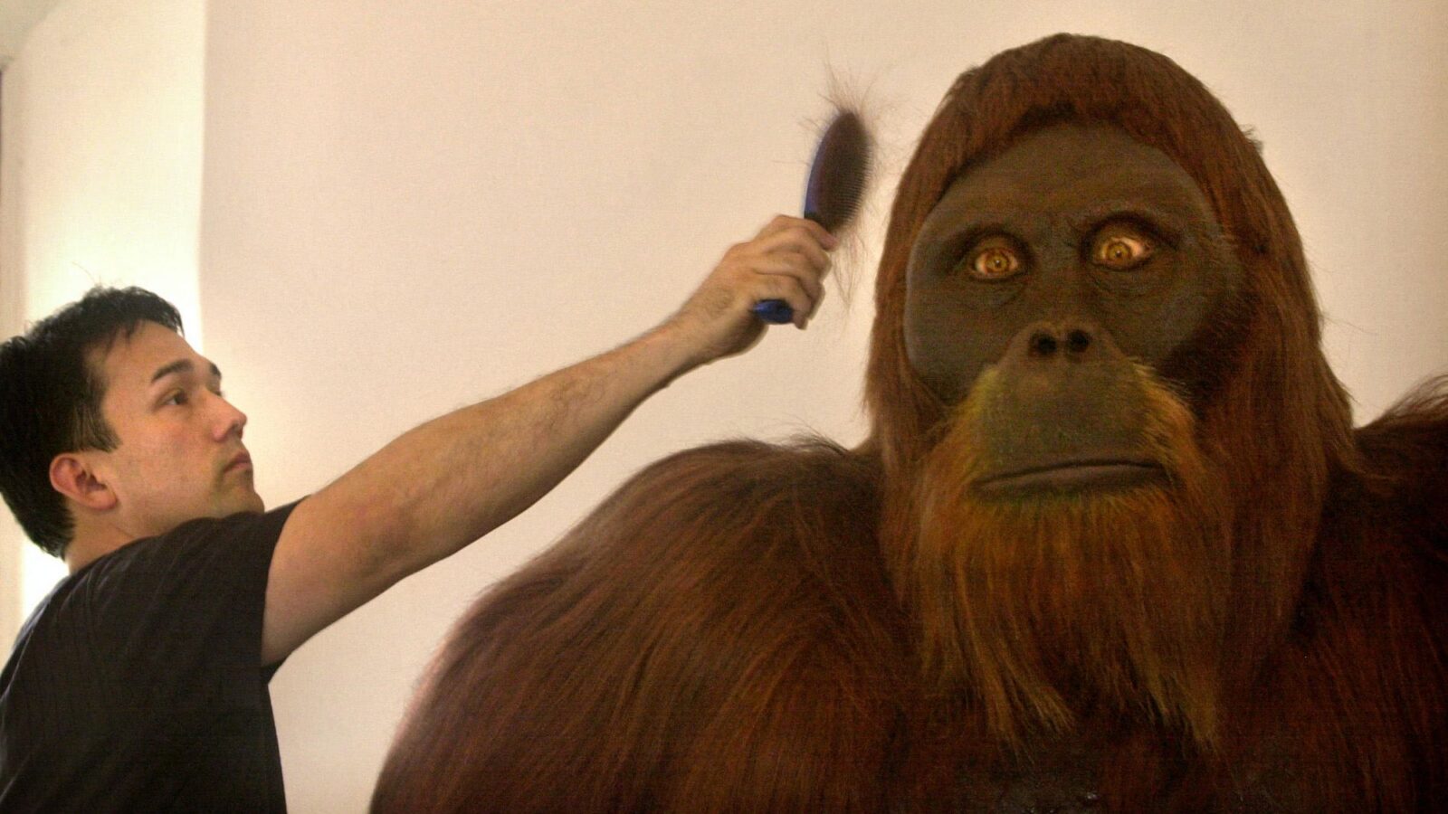 Paleo: ¿Se cruzaron Gigantopithecus y nuestros antepasados?