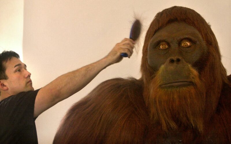 Paleo: ¿Se cruzaron Gigantopithecus y nuestros antepasados?