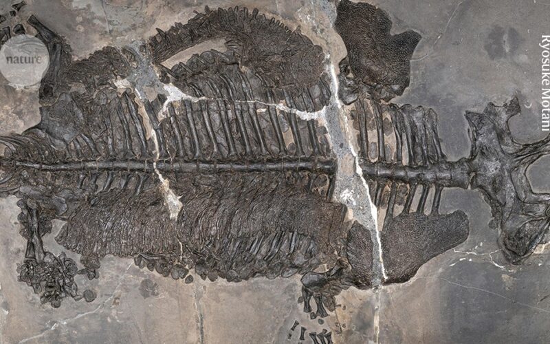 Paleo: Un anfibio acorazado habría vivido en el mar