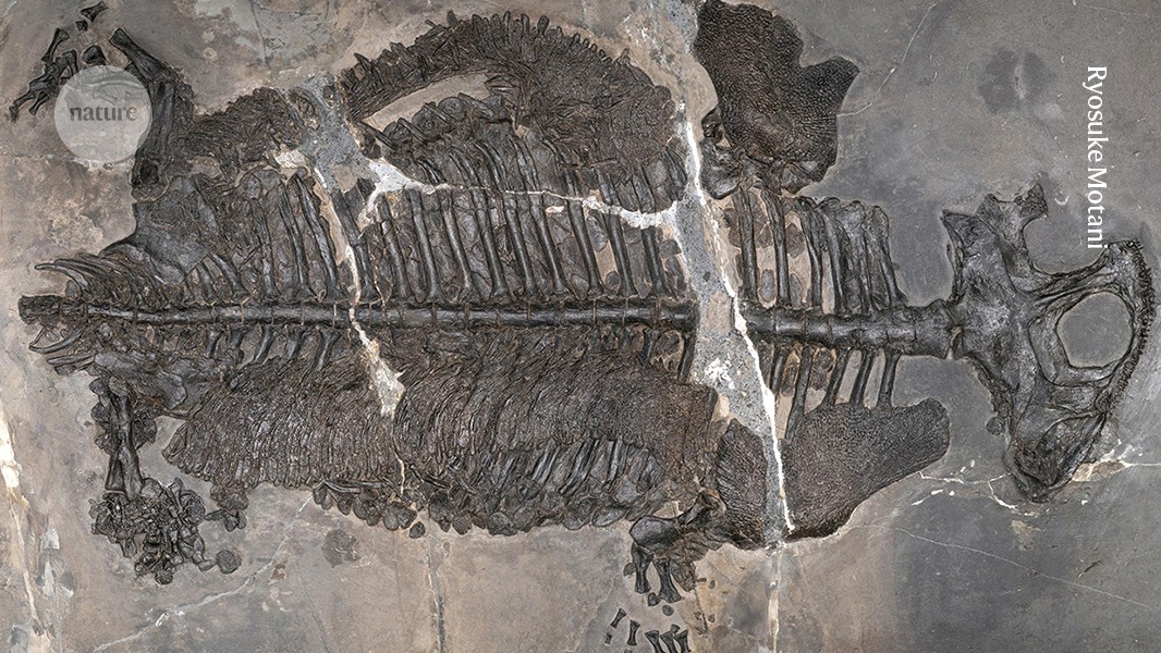 Paleo: Un anfibio acorazado habría vivido en el mar
