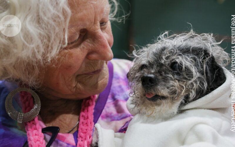 Salud animal: Crecen los proyectos para alargar la vida de mascotas