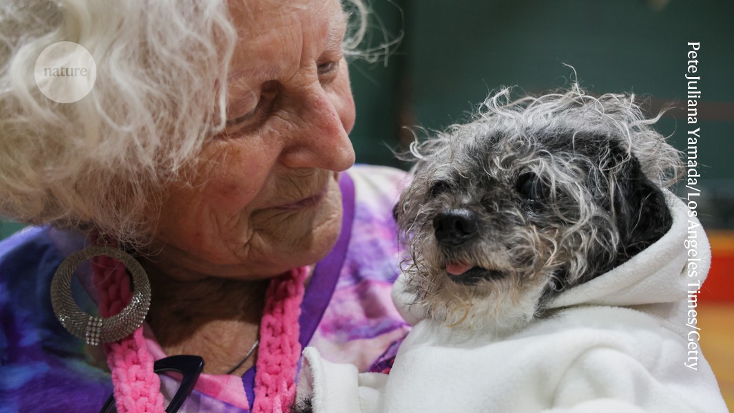 Salud animal: Crecen los proyectos para alargar la vida de mascotas