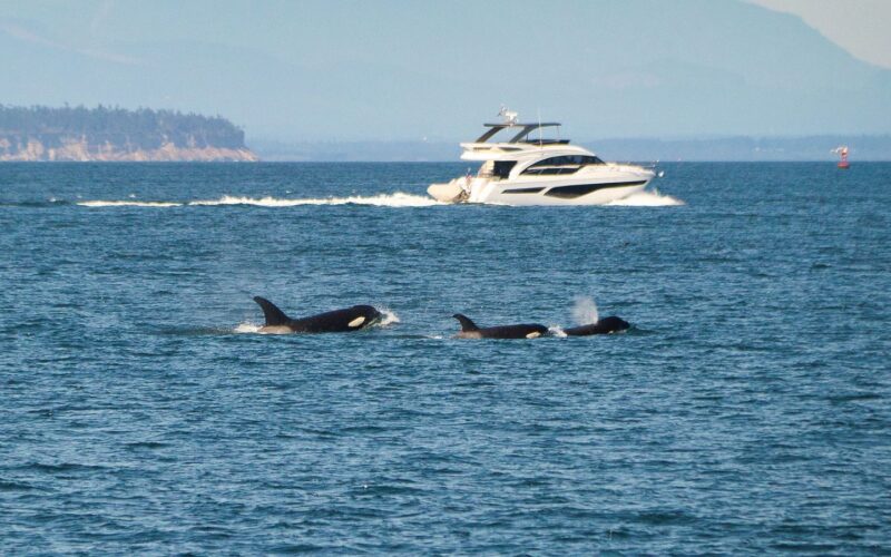 Biología: Las orcas podrían anticipar el efecto de sus golpes