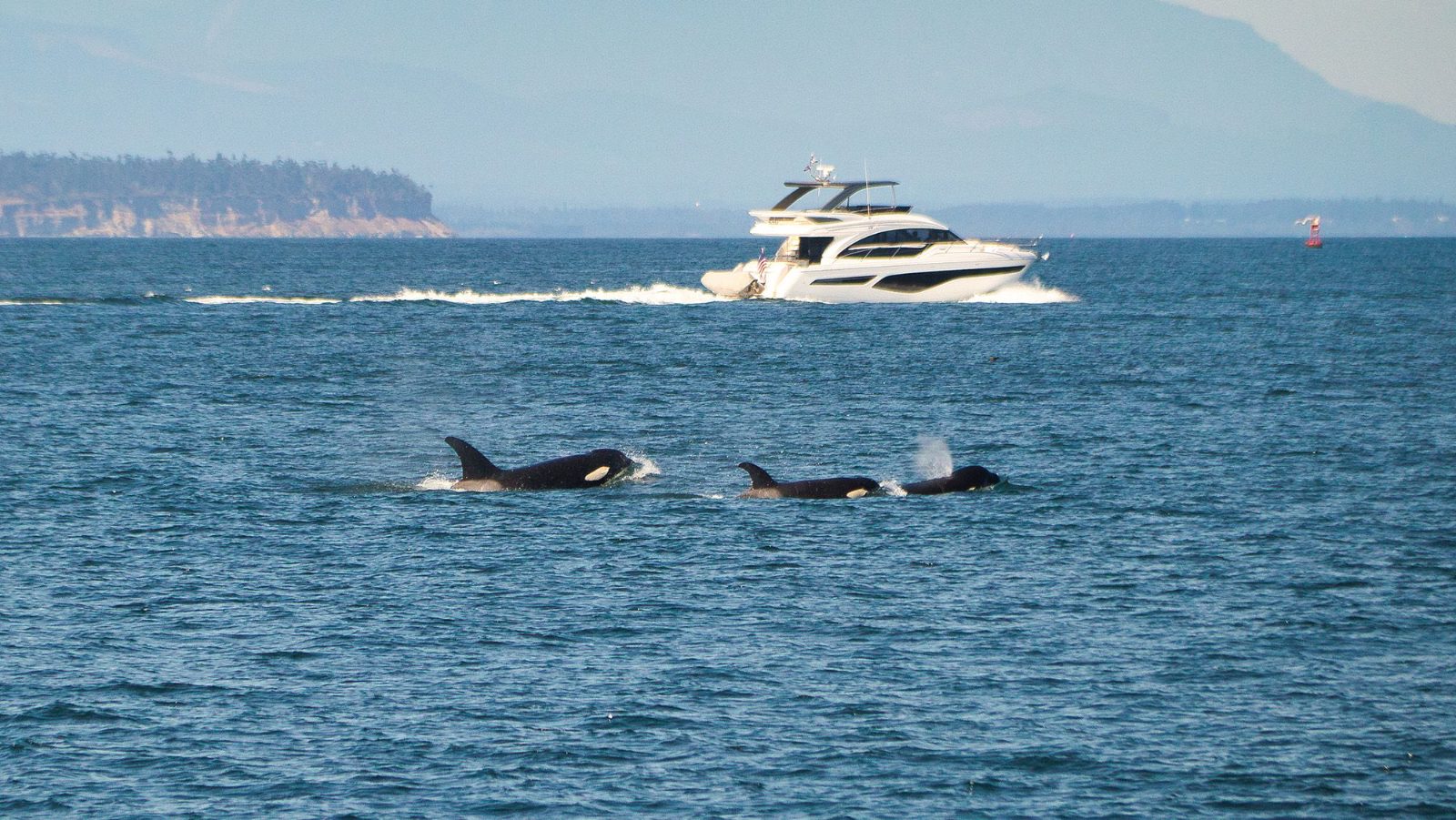 Biología: Las orcas podrían anticipar el efecto de sus golpes