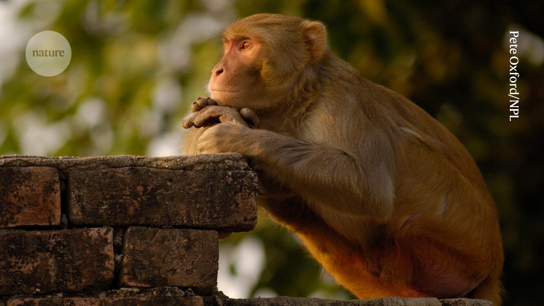 Neurociencia: Reconstruyen rostros que los macacos parecen no ver