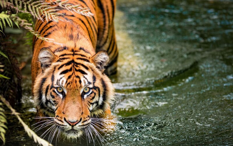 Biología: Cámaras captan a una familia de tigres reunida