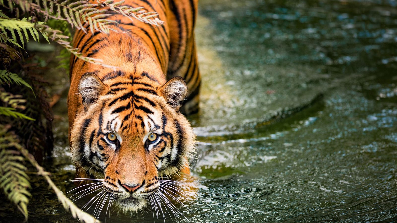Biología: Cámaras captan a una familia de tigres reunida