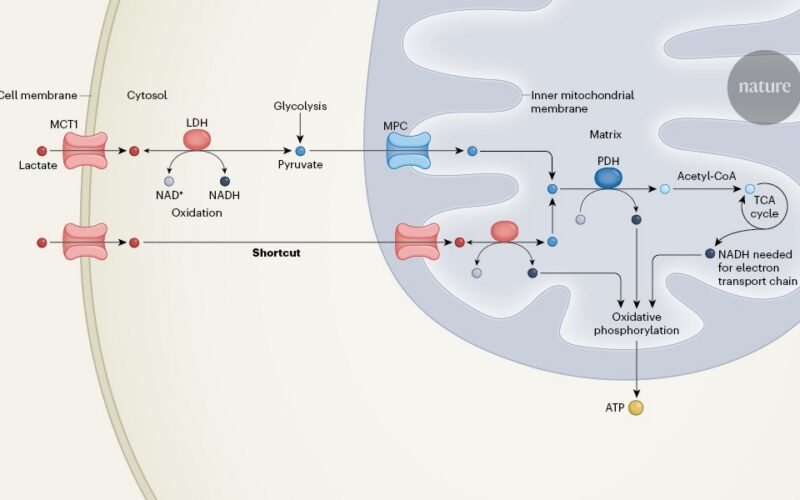Biología: El lactato entra directo en las mitocondrias