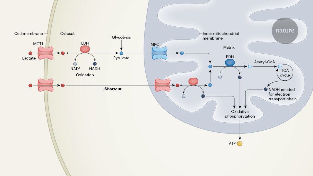 Biología: El lactato entra directo en las mitocondrias