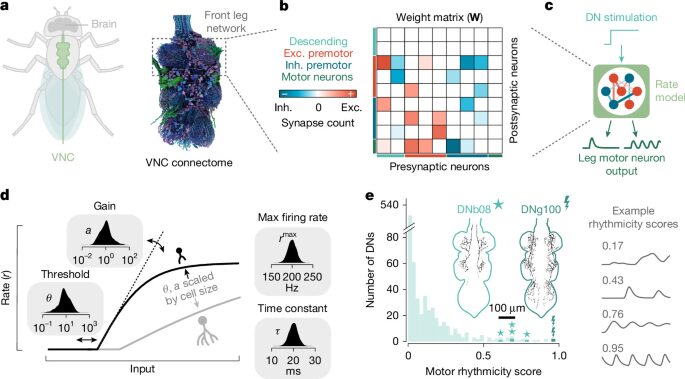 Neuro: Un posible circuito de tres neuronas para caminar