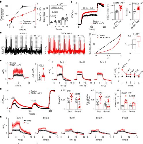 Neuro: Una proteína frena las señales entre neuronas