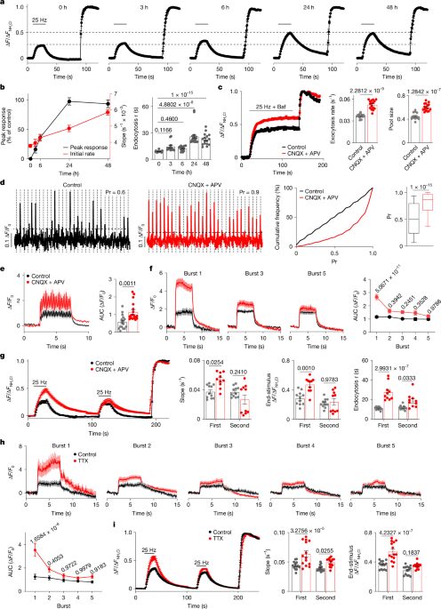 Neuro: Una proteína frena las señales entre neuronas