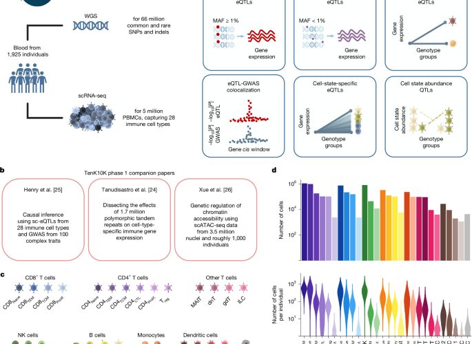 Genética: El ADN regula genes según la célula inmunitaria