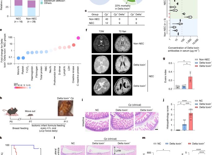 Salud: Una toxina vincula daño intestinal y cerebral