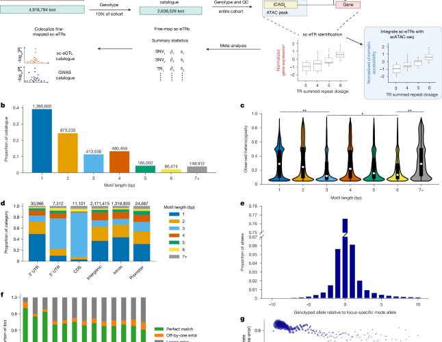 Genética: Las repeticiones del ADN modulan genes inmunitarios