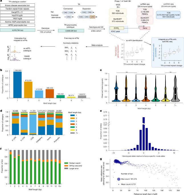 Genética: Las repeticiones del ADN modulan genes inmunitarios