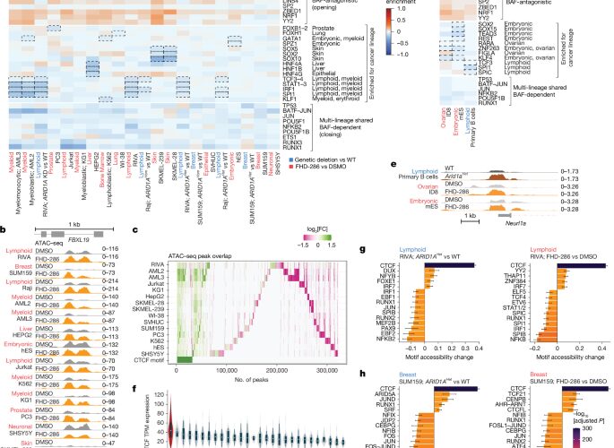 Genética: Perder un regulador cambia el plegado del ADN