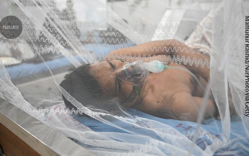 Salud: El dengue pone a prueba la memoria inmunitaria