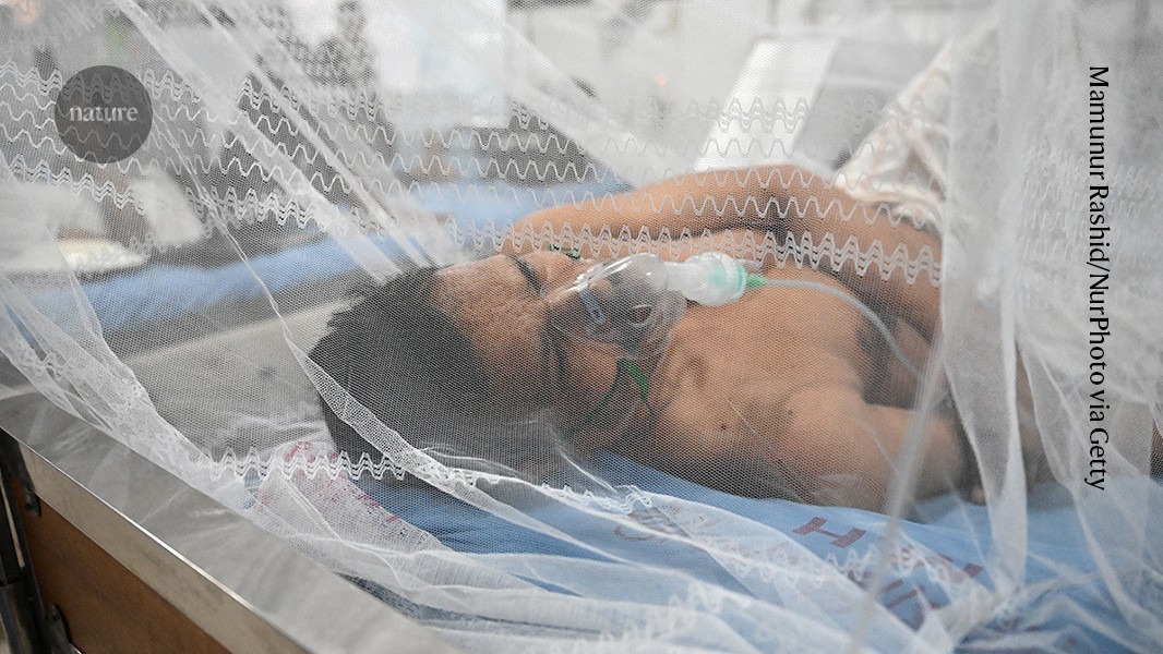 Salud: El dengue pone a prueba la memoria inmunitaria