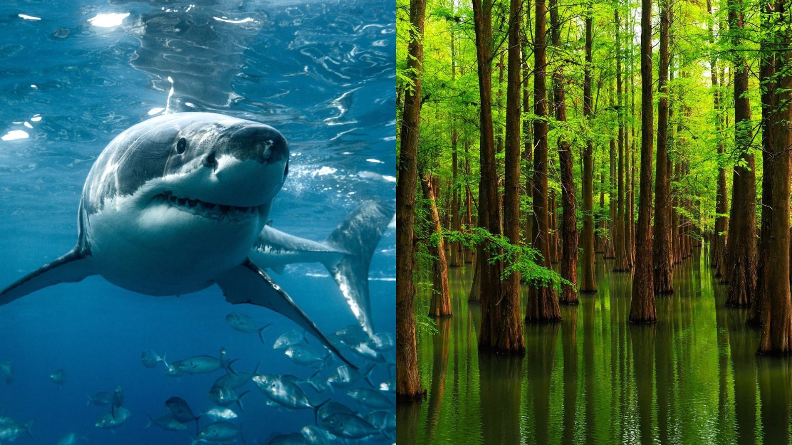 Paleontología: ¿Son los tiburones más antiguos que los árboles?