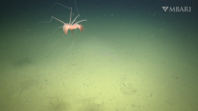 Biología marina: primer video de un calamar aleta grande en el Pacífico nororiental