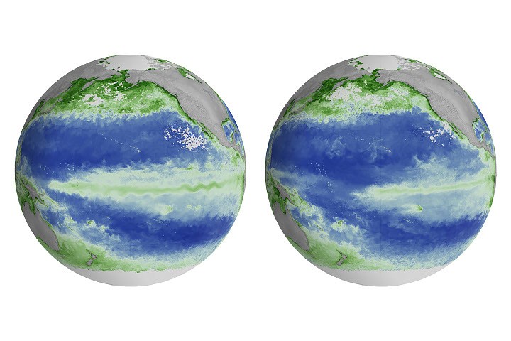 Ecología: El Niño reduce el fitoplancton del Pacífico