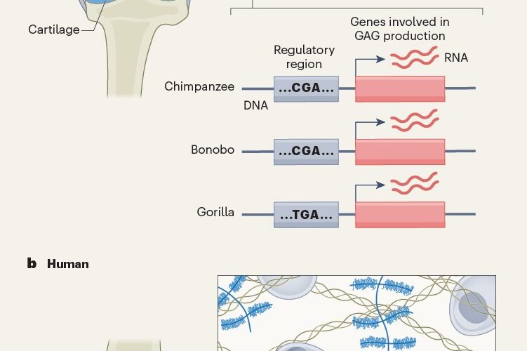 Genética: Tu esqueleto se forjó cambiando cómo se regulan los genes